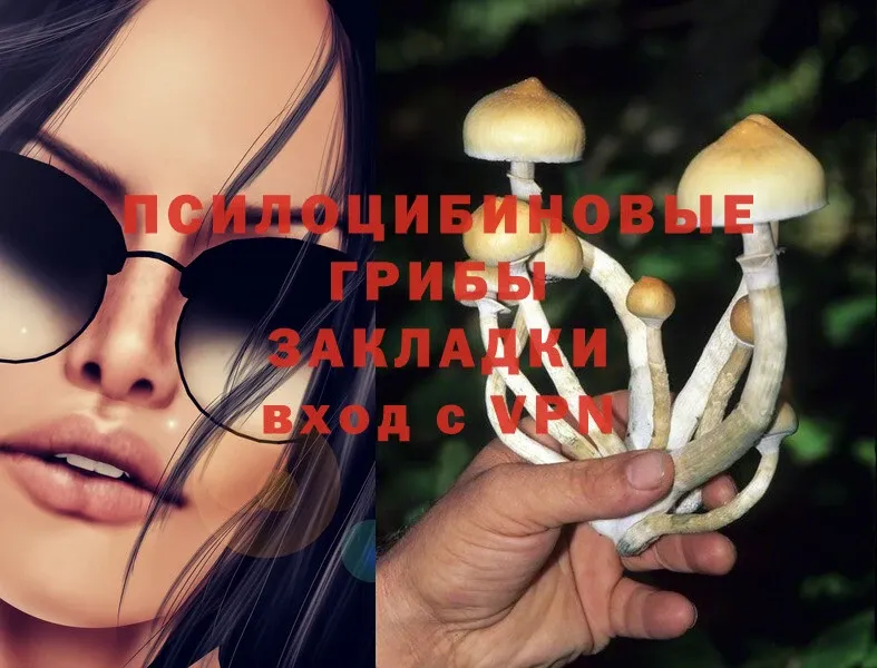 что такое   Беломорск  Псилоцибиновые грибы MAGIC MUSHROOMS 